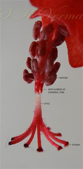 Staminal tube, styles and stigmas